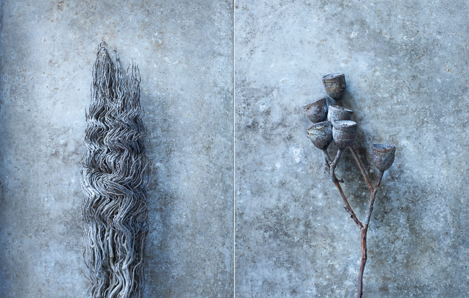 After Karl Blossfeldt